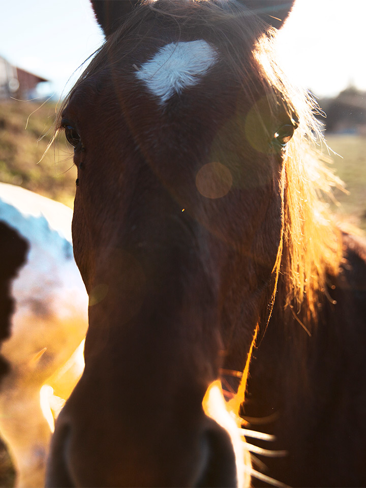 horse close up