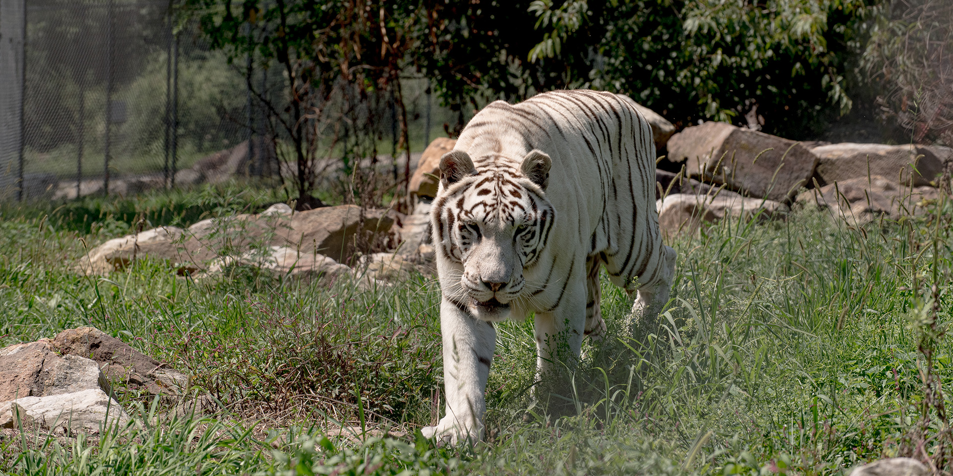 White tiger walking outside