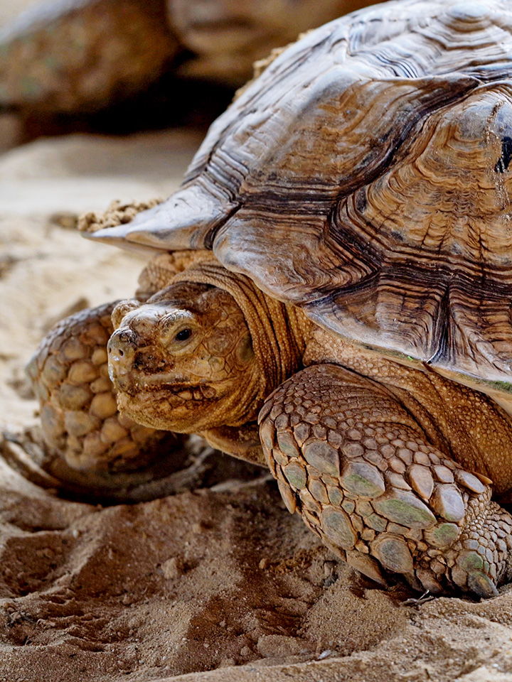 Tortoise on sand