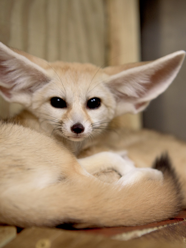 a baby fox looking at the camera