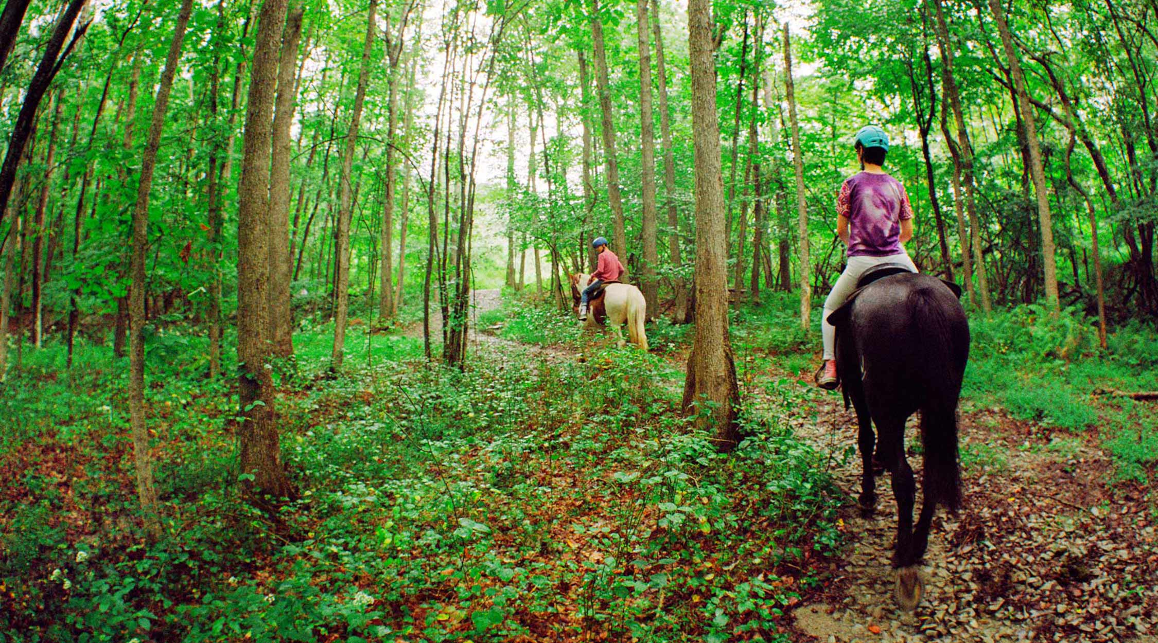 A white horse with rider leading a black horse with rider through a wooded trail