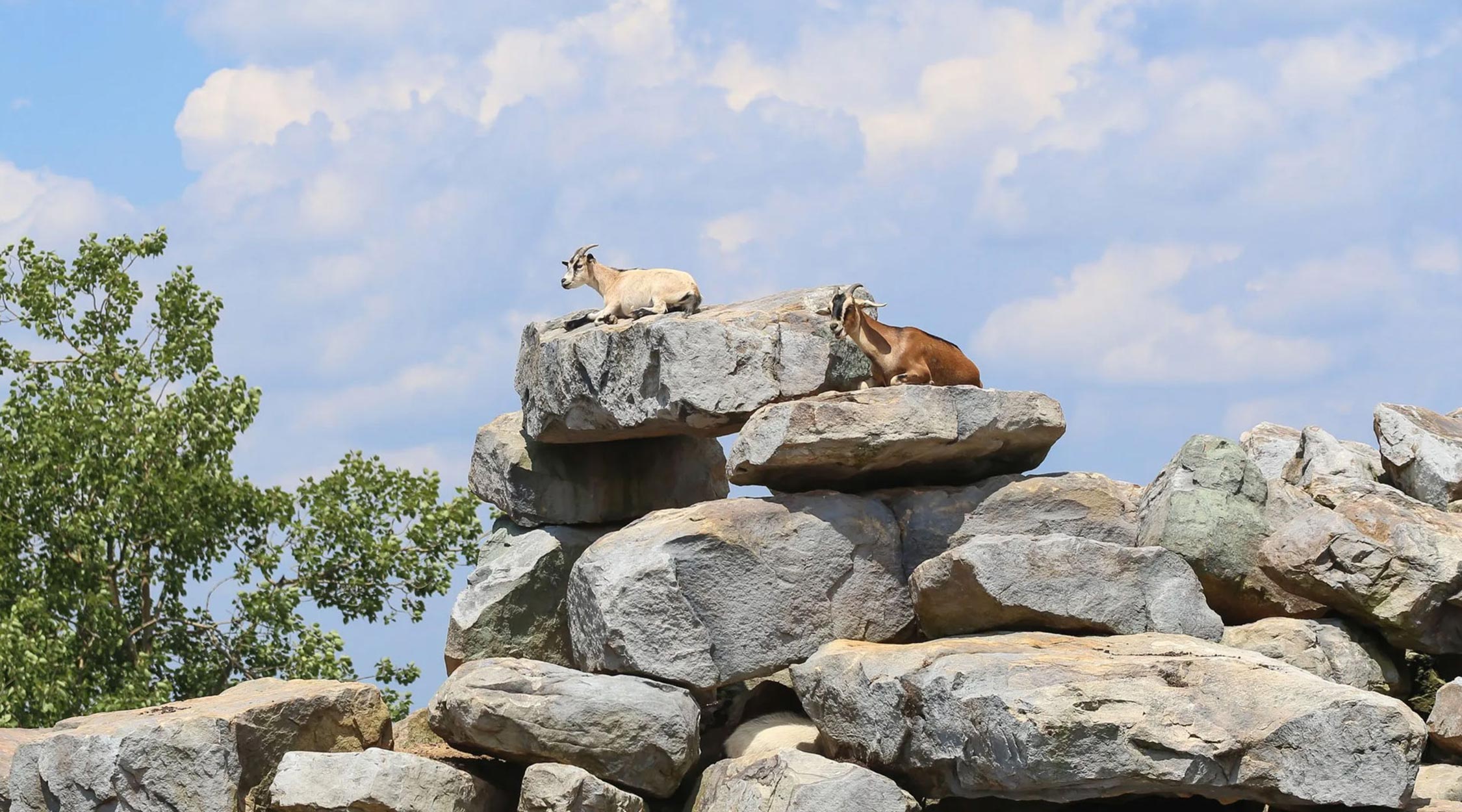 A white goat with horns and a brown goat with horns resting atop large rocks at Billy Goat Mountain at Nemacolin resort