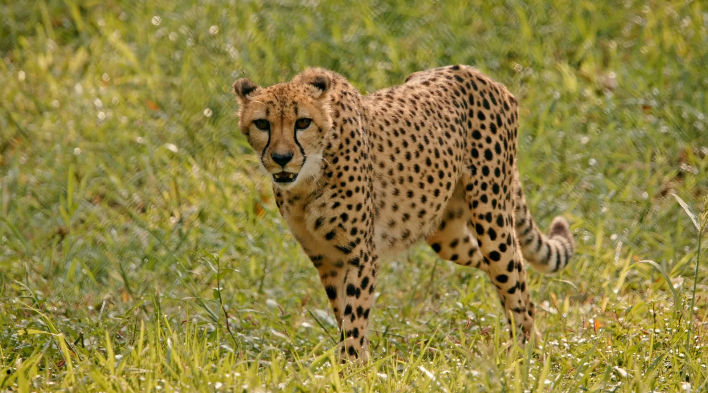 A cheetah with its mouth slightly agape, surrounded by pale green grass.