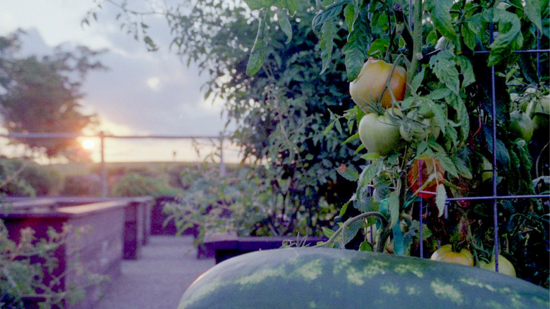 Sunset view of robins garden with lush greenery.