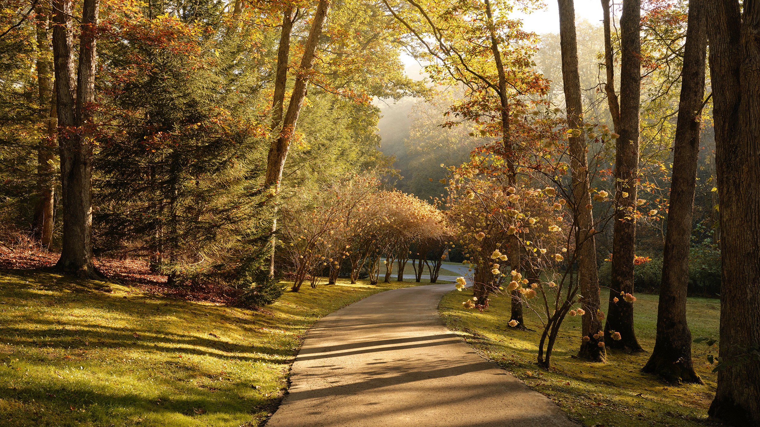 view up the driveway of a cabin in the woods with lots of trees