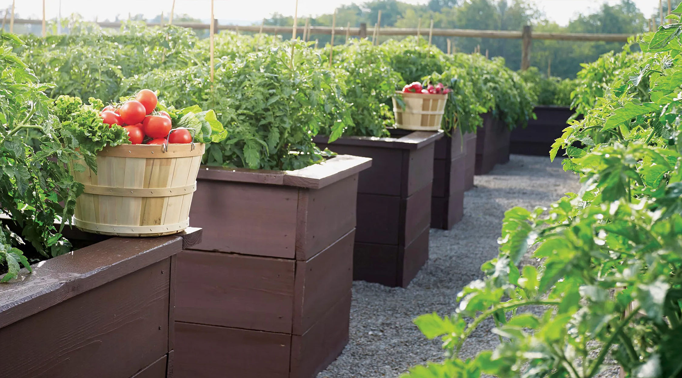 Garden of fresh herbs and vegetables.