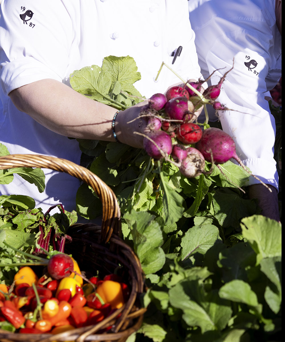 Bushels of radishes in a woven basket.