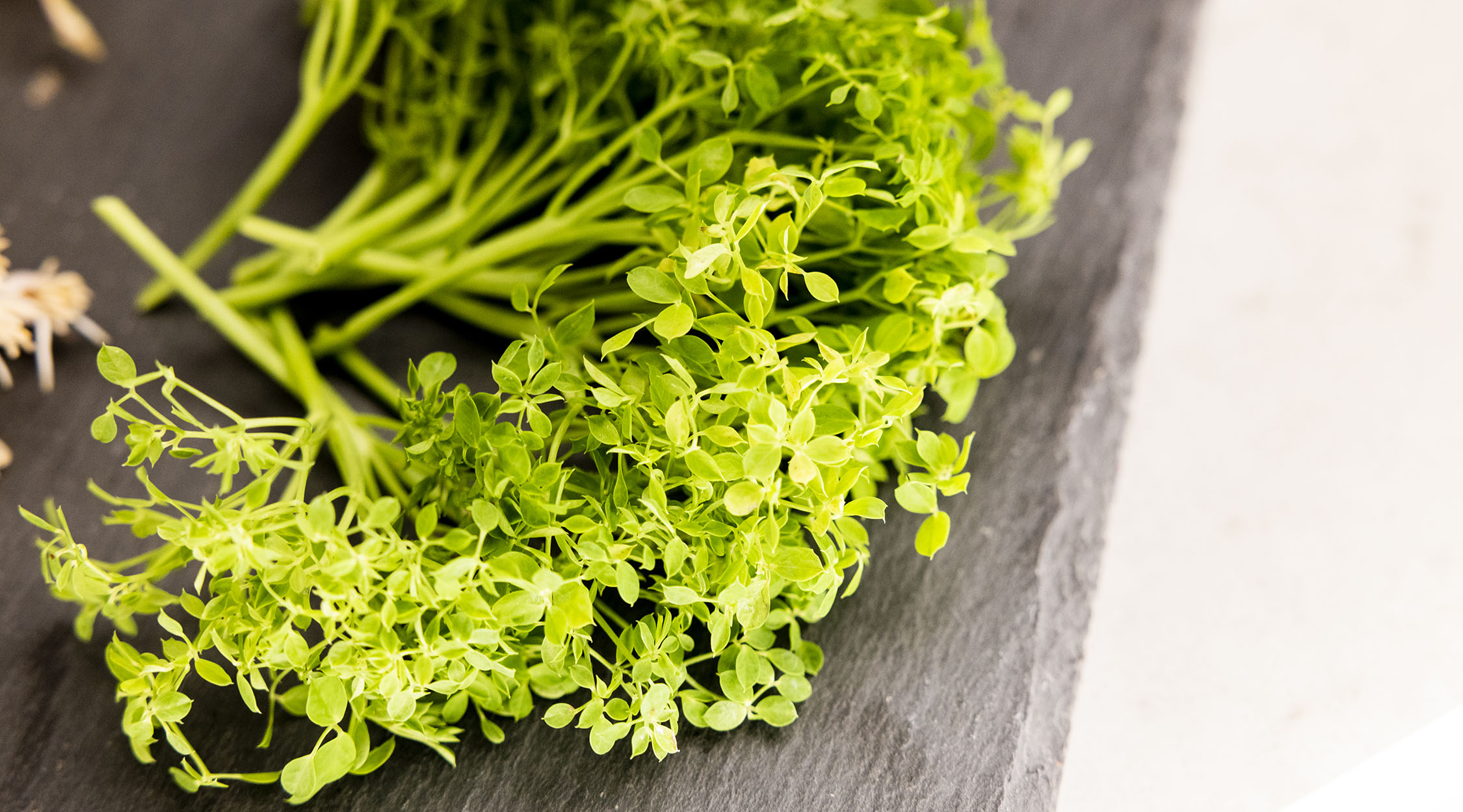 A large bunch of fresh microgreens from the hydroponic greenhouse at Nemacolin resort