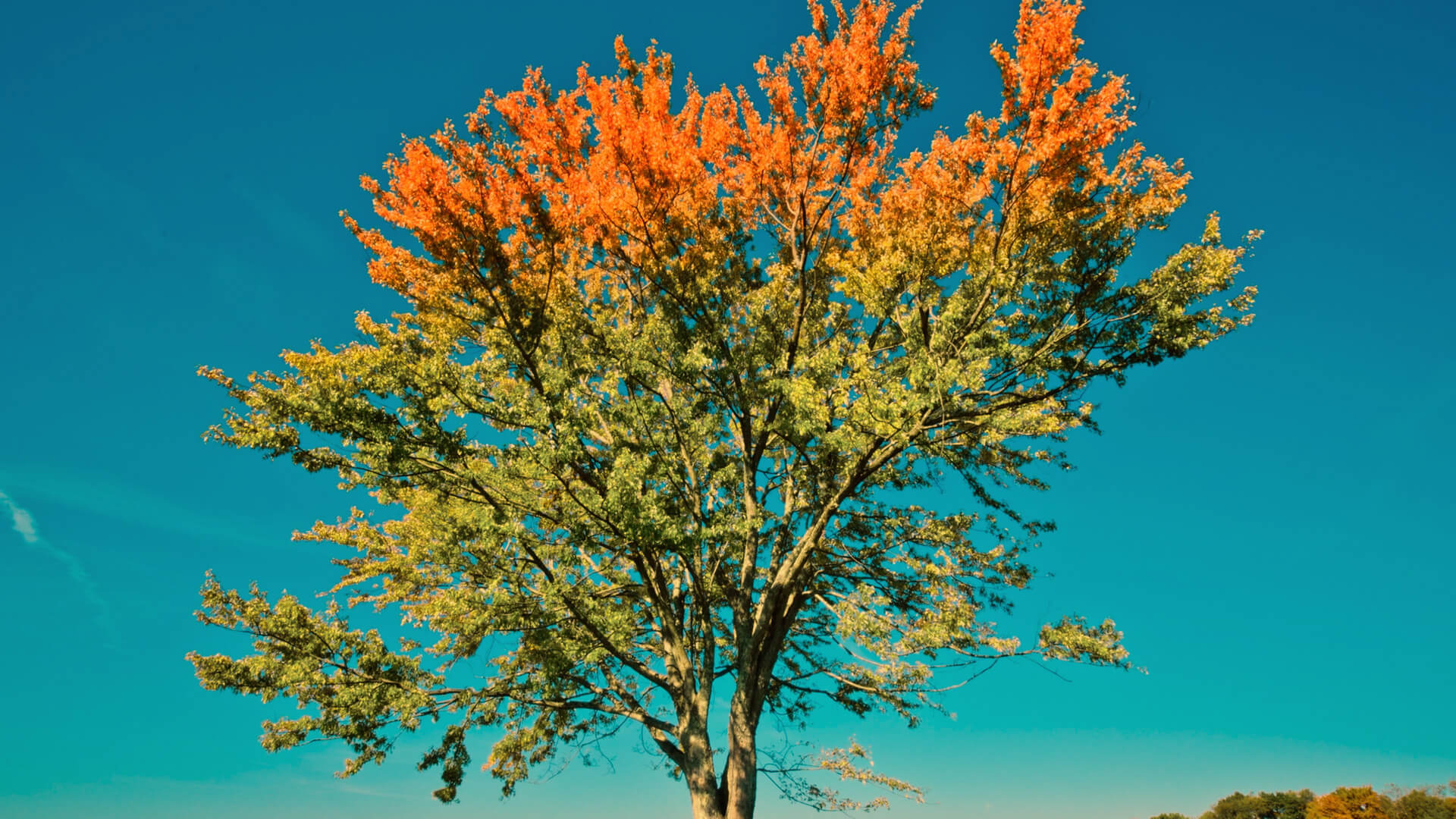 A large tree showing the changing colors of fall with greens and oranges set against a blue and turquoise sky.